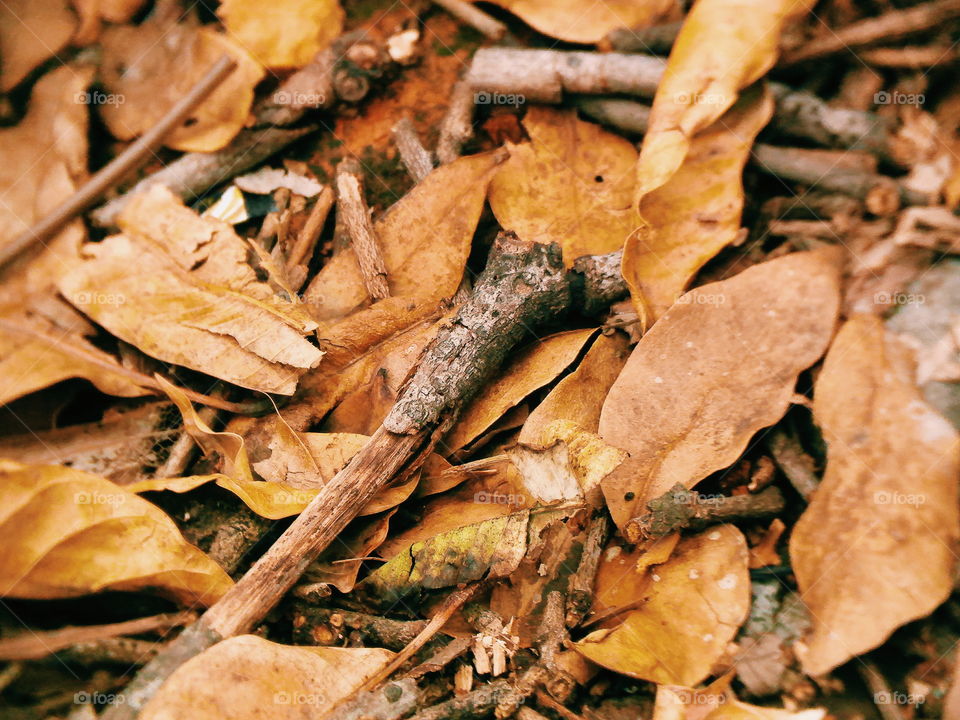 Dried leaves and twigs