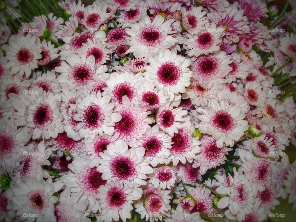 flores branca com rosa