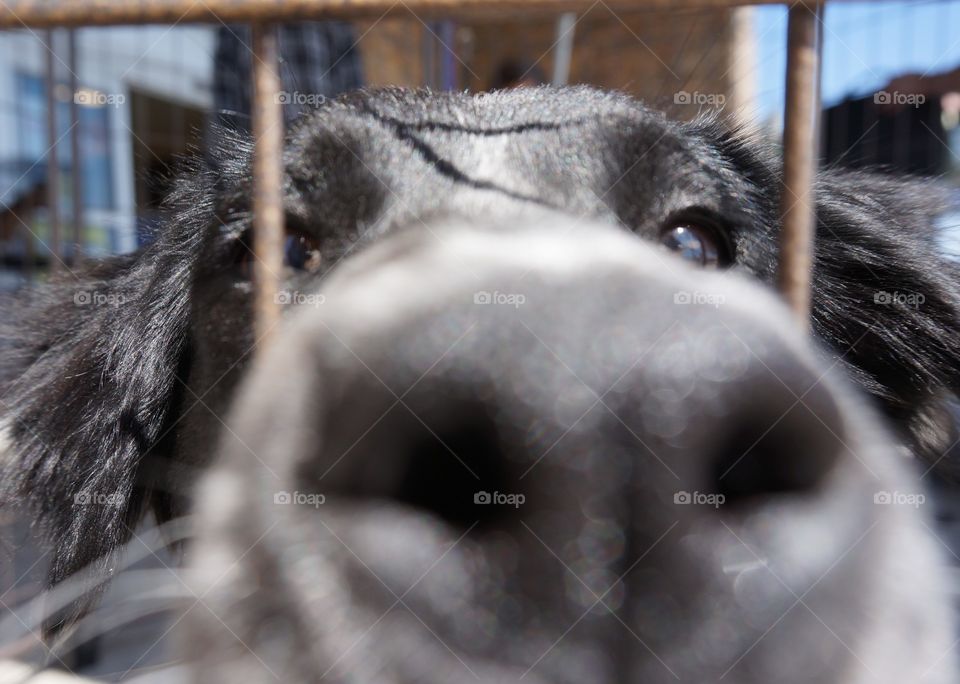 Dog at adoption event.  She is so happy and ready for her photo.  Just as I clicked the pic, she put her snout they the cage and produced this super close up.  