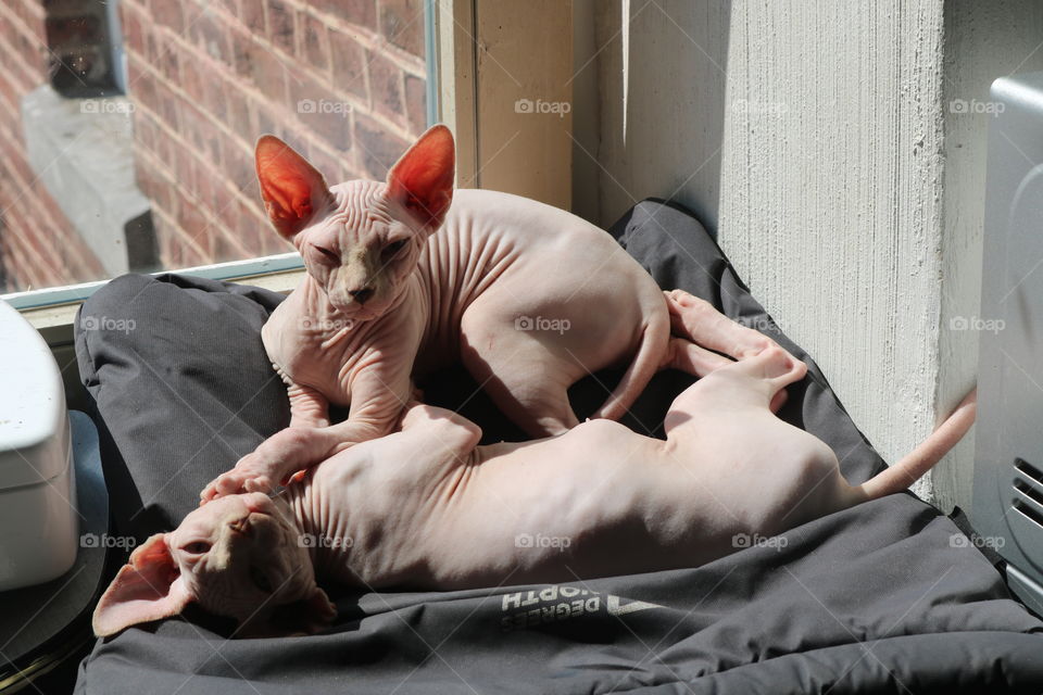 Brothers sphynxs playing together in a ray of sunlight