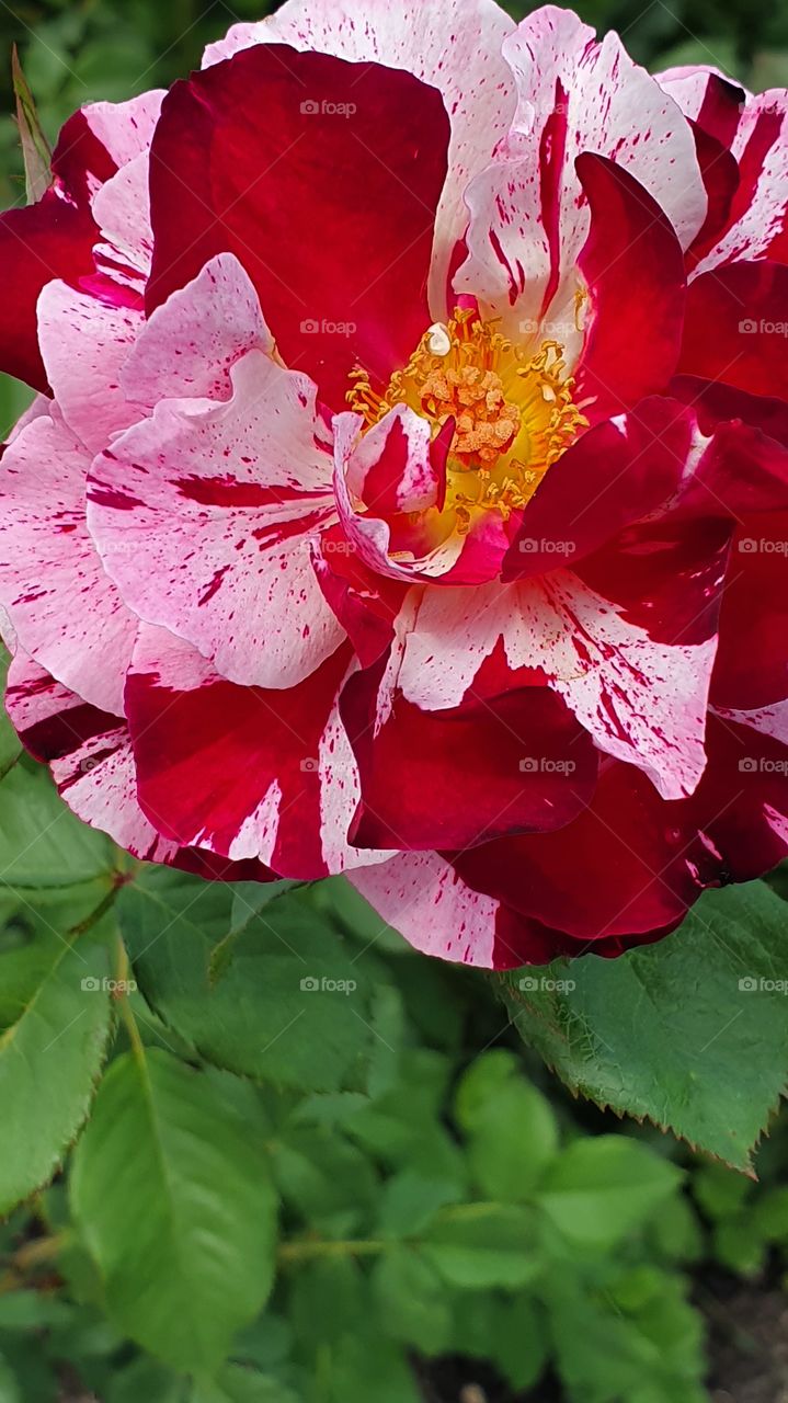 different colored rose closeup