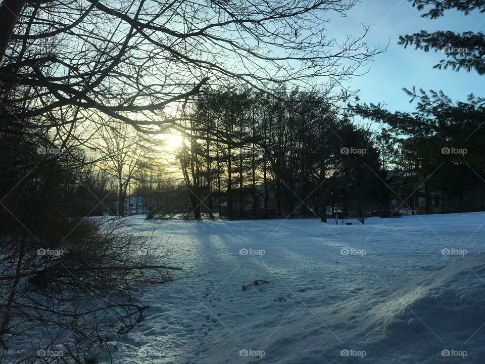 Sun through snowy trees
