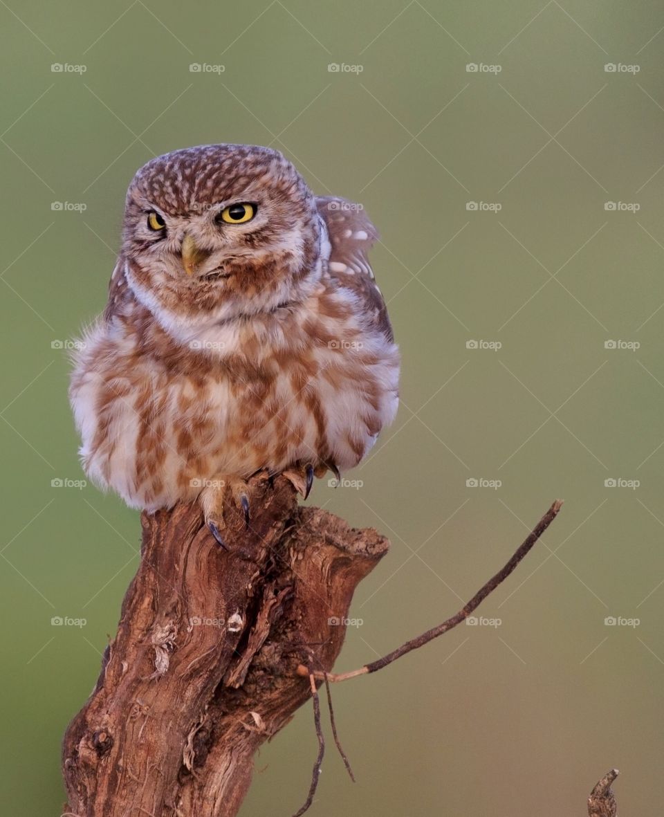 This is little owl,i toke this pic in iran(shahrekord city)
