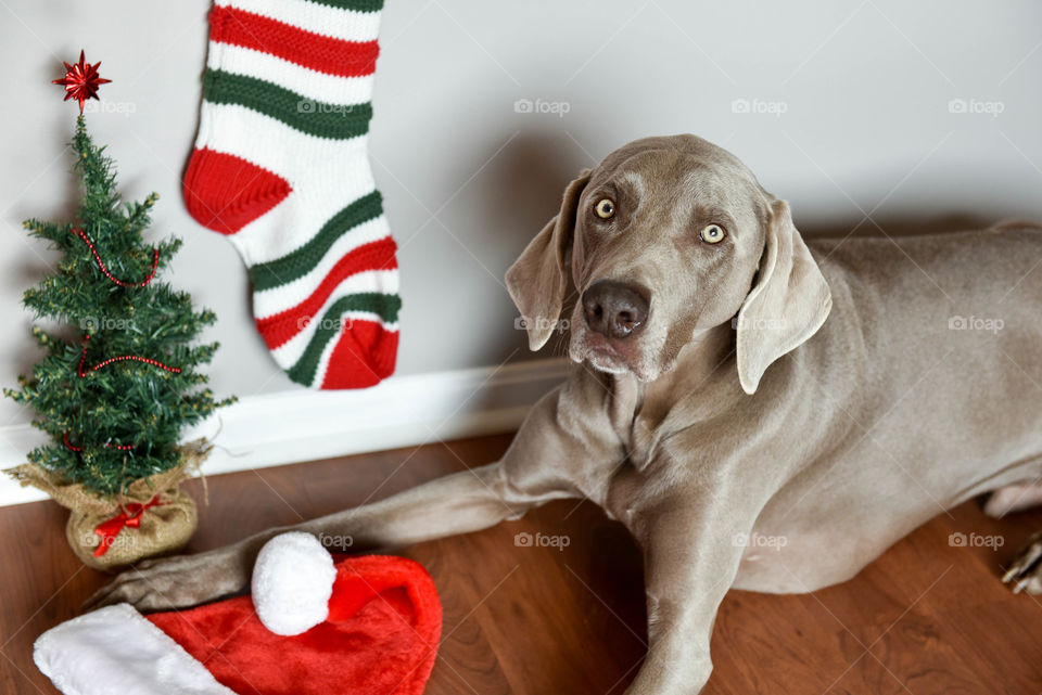 Weimaraner dog laying down next to Christmas decorations