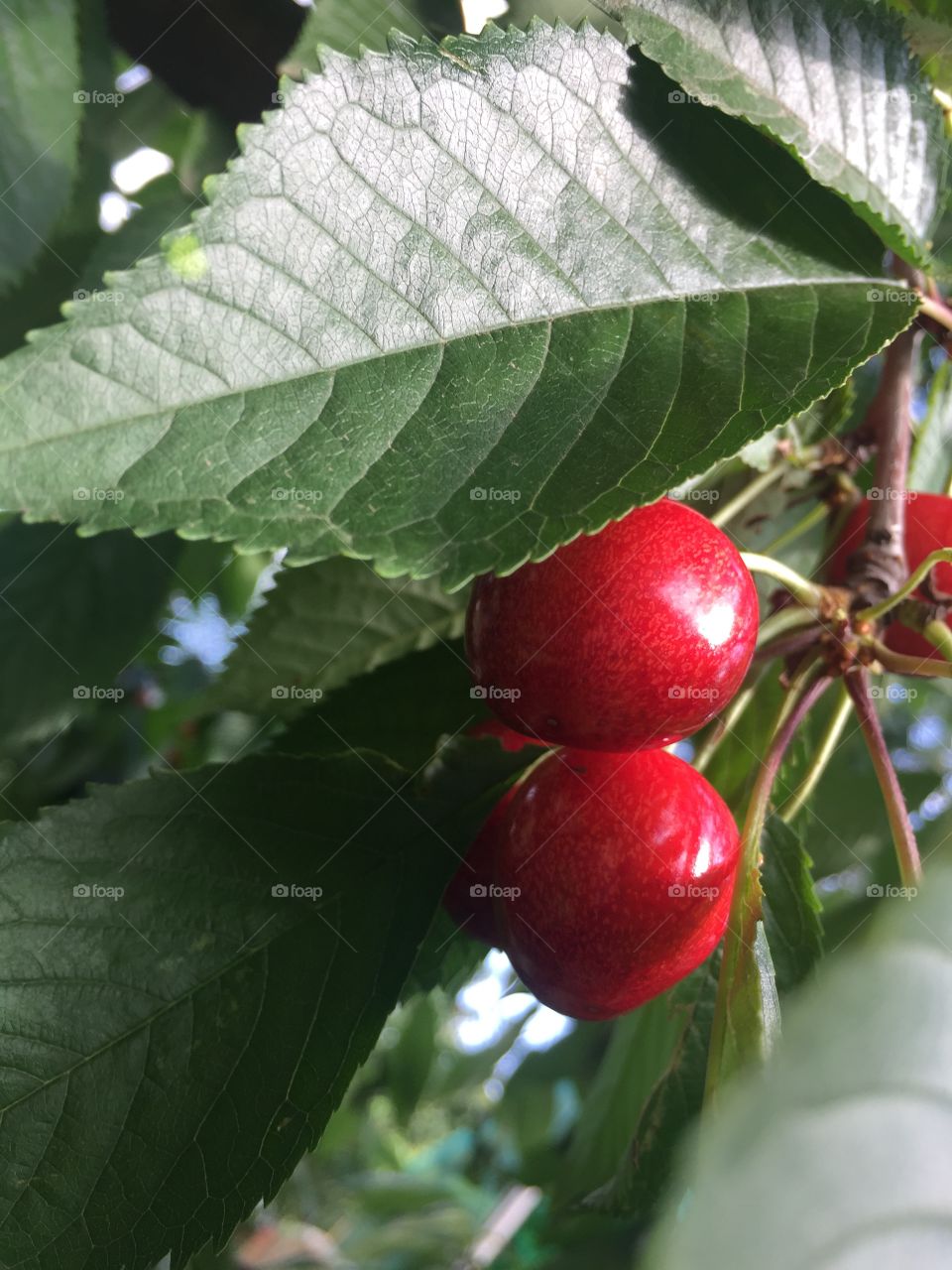 Large cherries