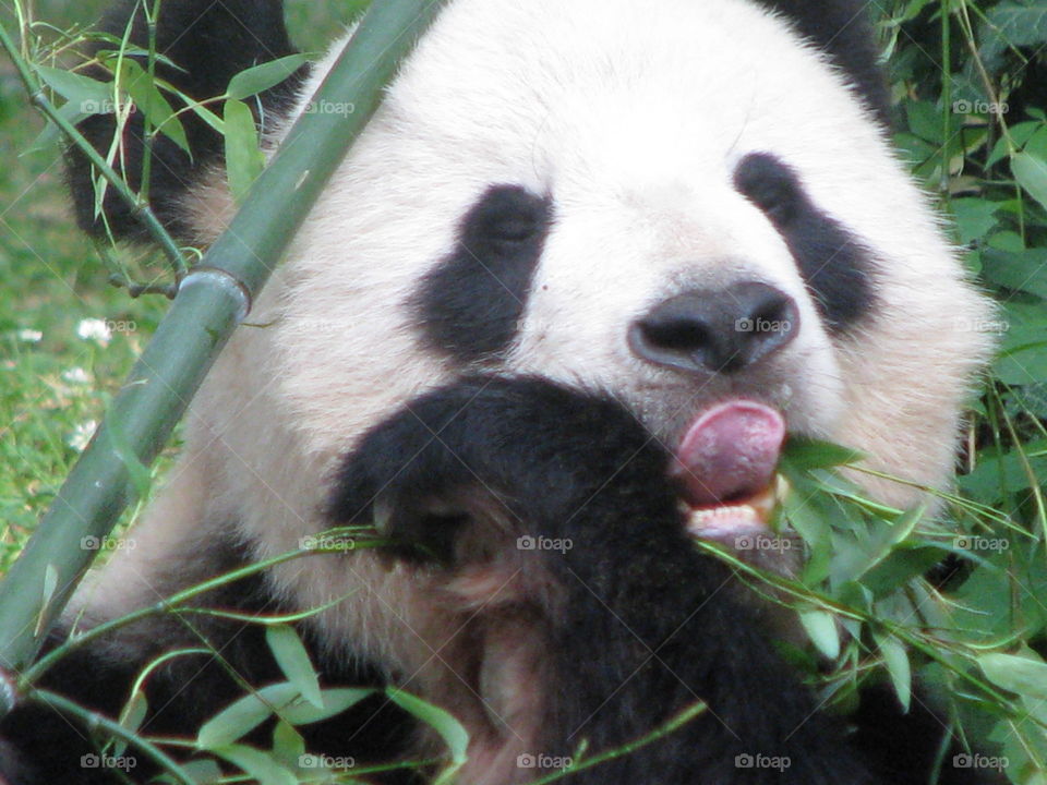 Panda eating breakfast 