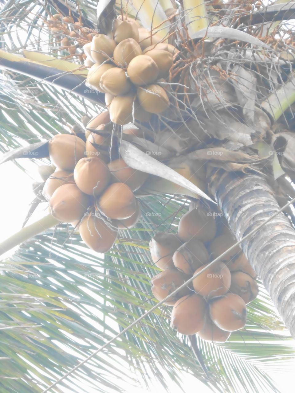 Large Coconut Bunches