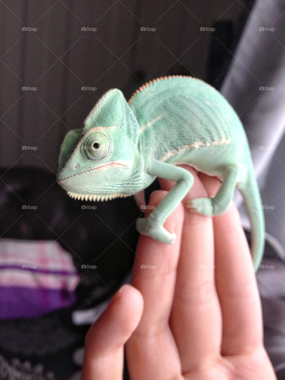 My chameleon