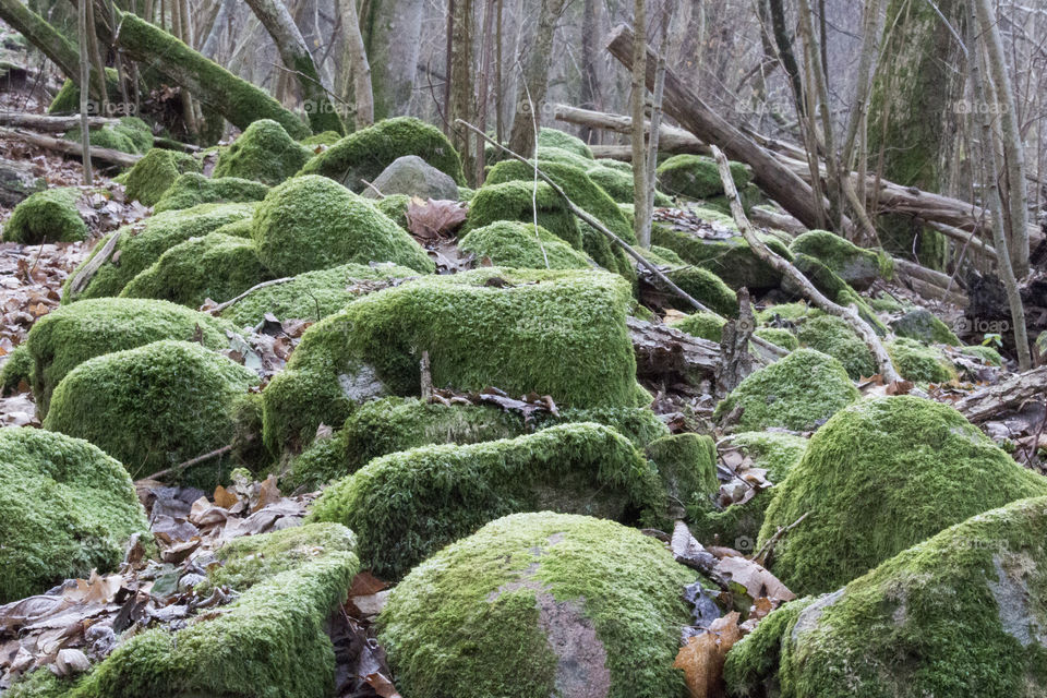 Frosty green moss on stones in the forest. Mossa