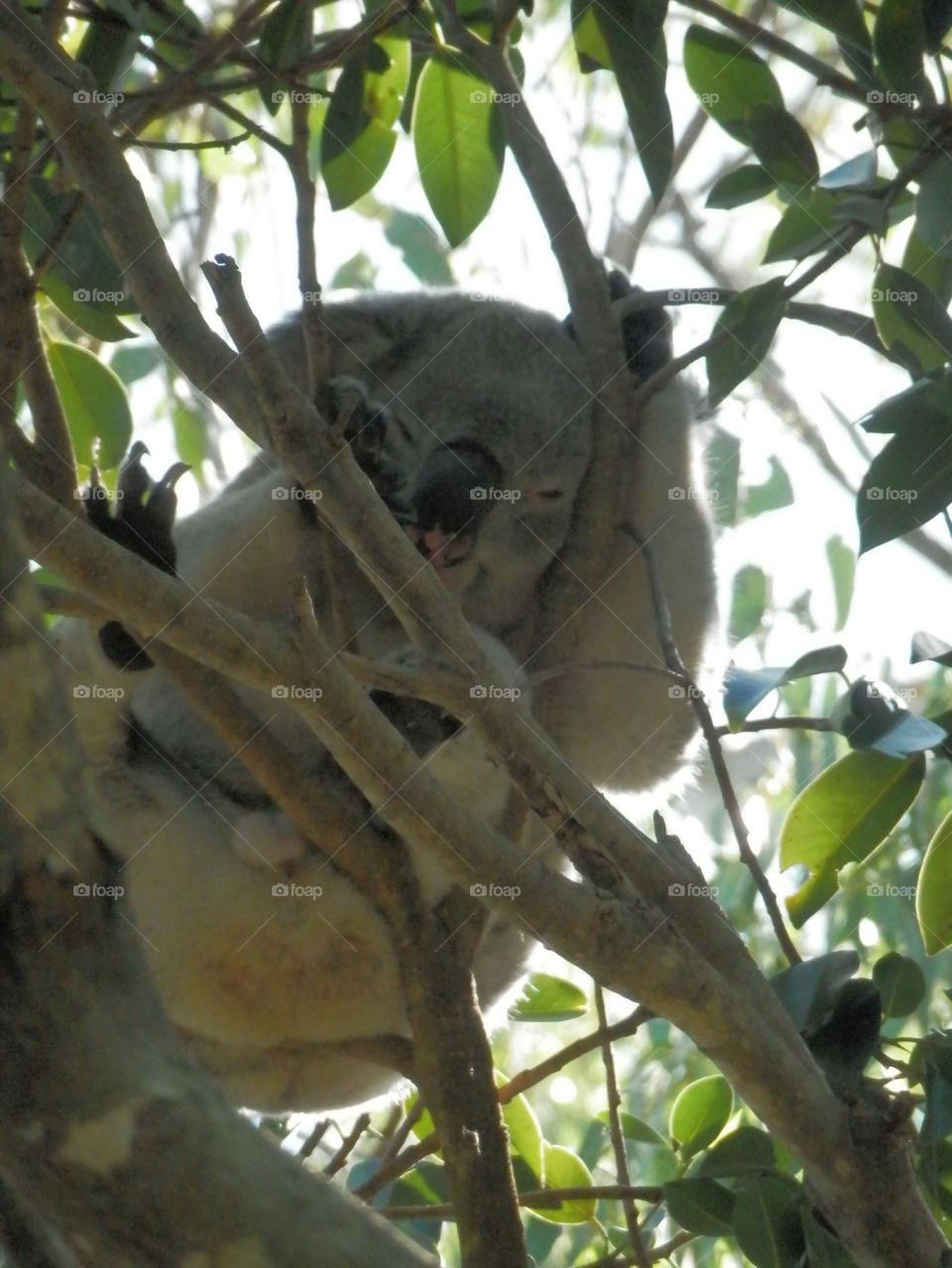 Koala