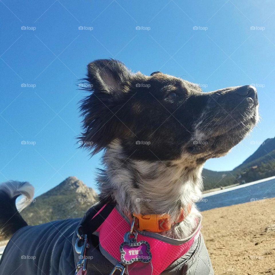 majestic mountain dog
