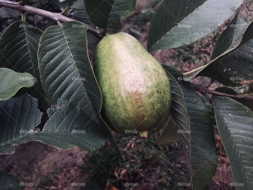 Avocado on the tree 🥑