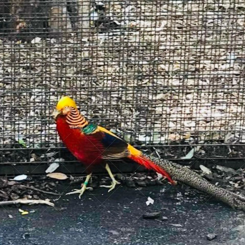 Let’s put smile in our faces by listening  the humming of the birds