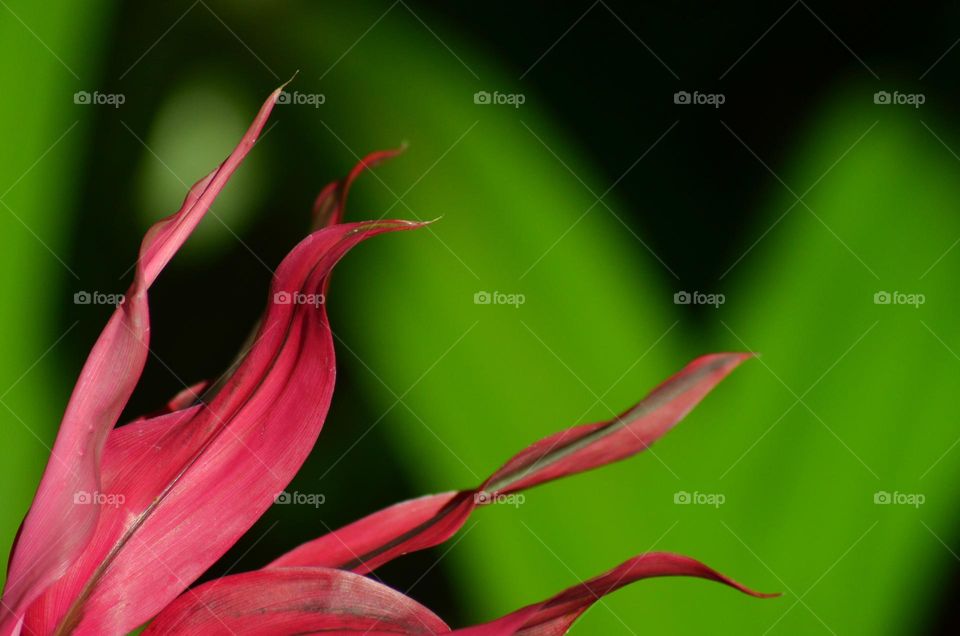 Pink flower petals in morning sun