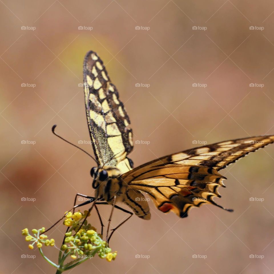 butterfly