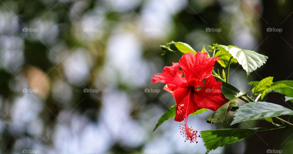 Neatly focused Hibiscus flower with green blurry background apt for websites