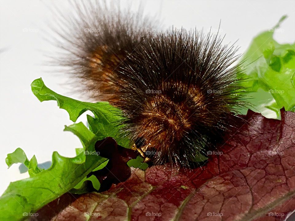 Caterpillar Ready For Summer Time Eating The Green And Red Lettuce Under The Sunlight Close-Up.