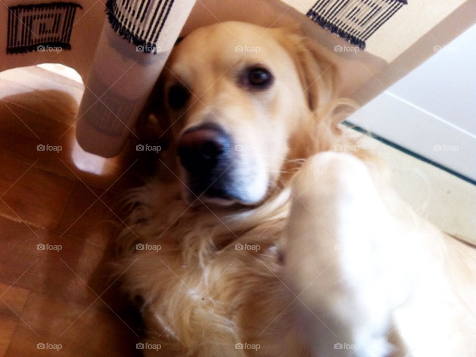 Dog, Pet, Indoors, Canine, Cute