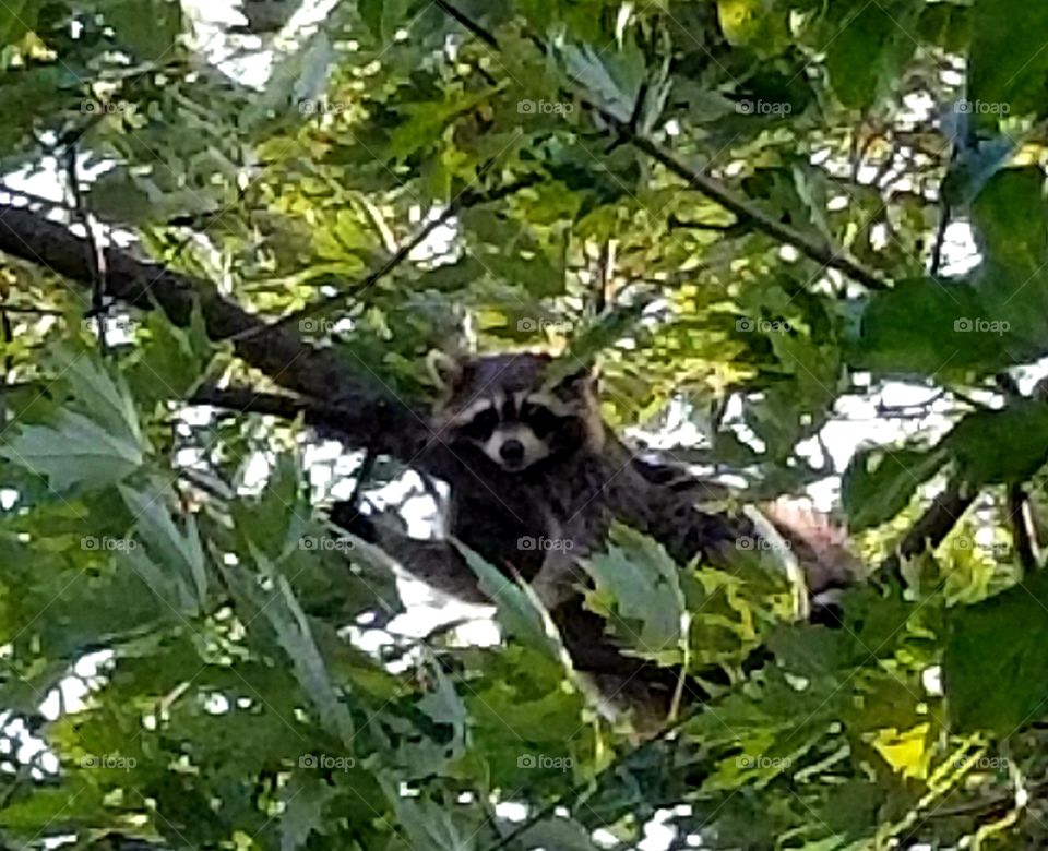 waving raccoon