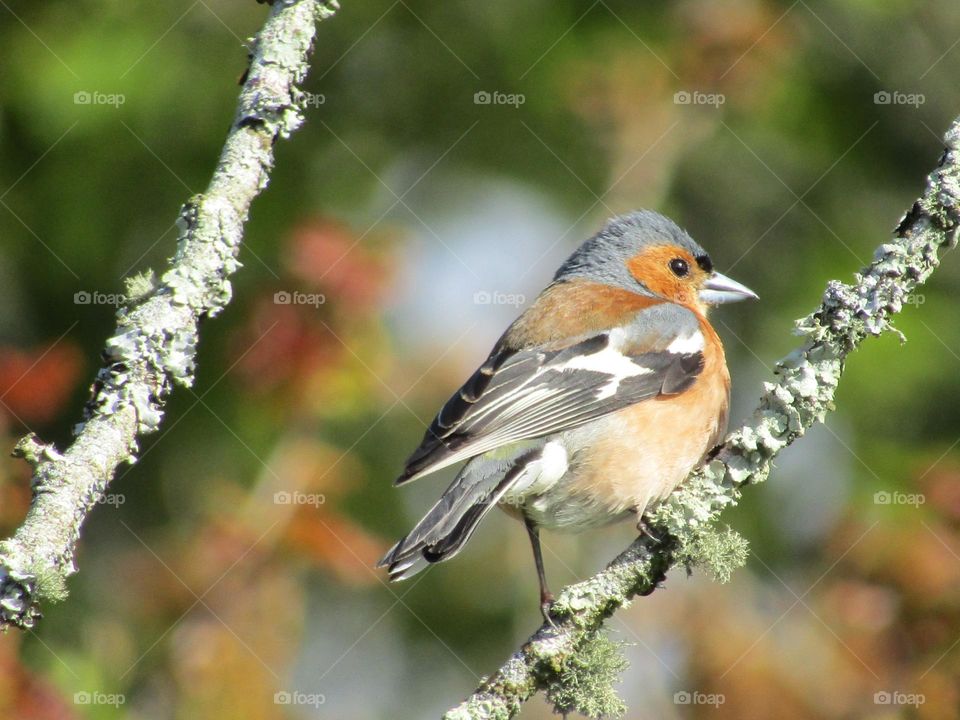 chaffinch perched in tree with the spring sunshine on its feathers