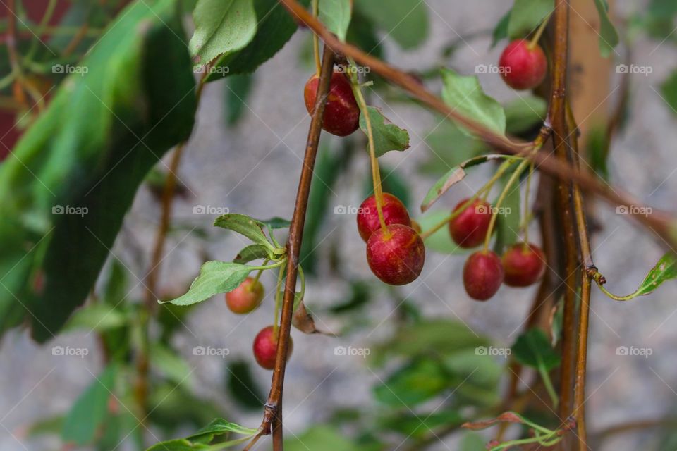 Baby crabapples 