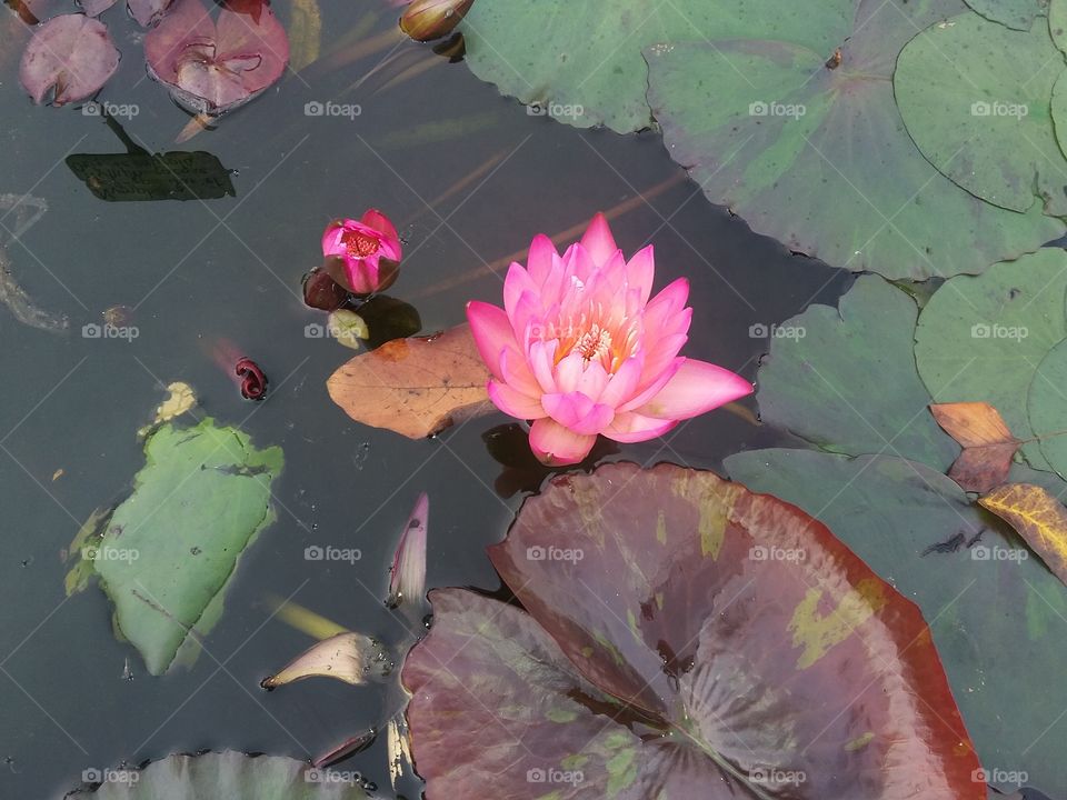 waterlily