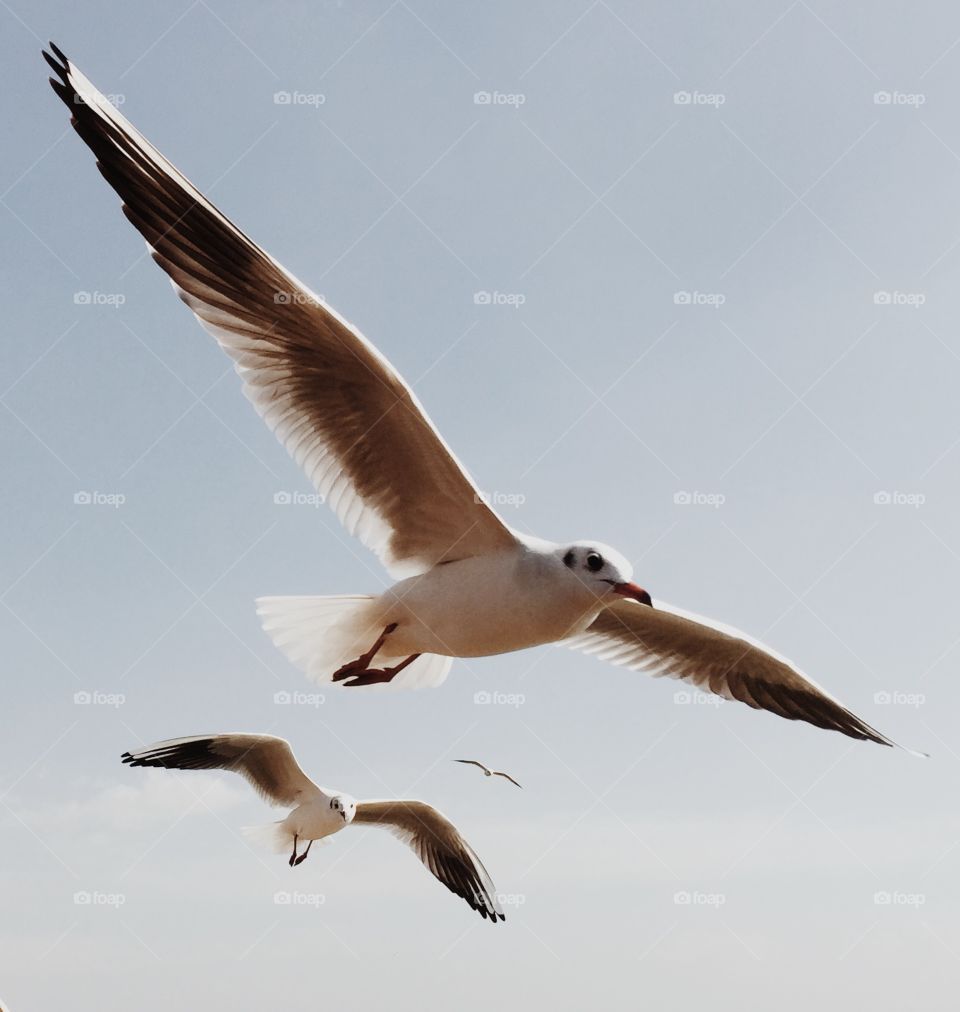 seagulls