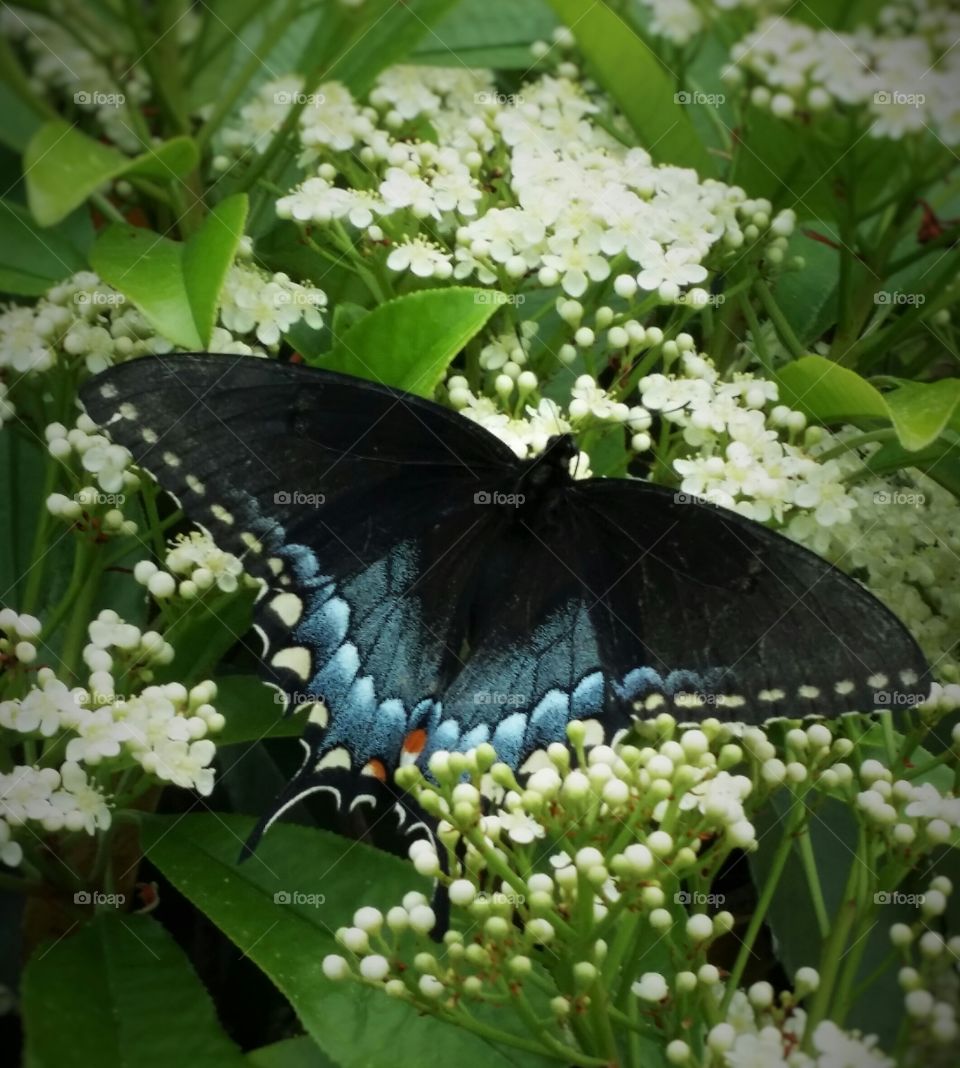 Black Butterfly