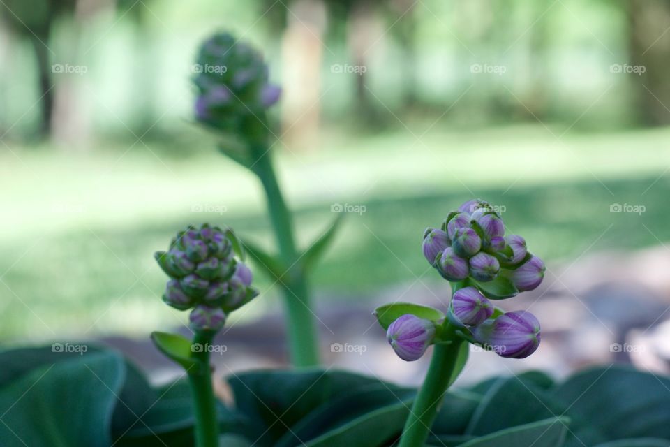 Three lavender Hosta plant flower buds against  blurred background of trees and grass on a beautiful day 