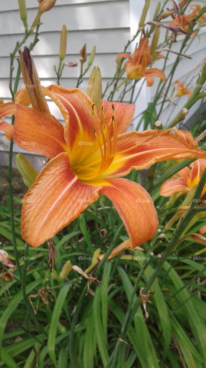 Day Lillies
