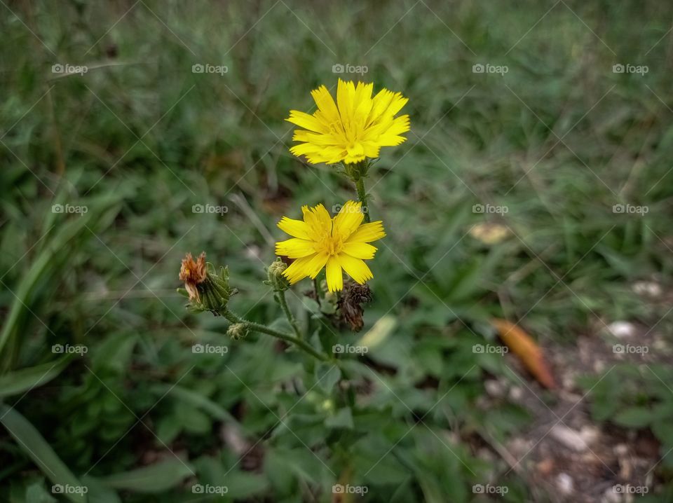 Yellow wildflowers.