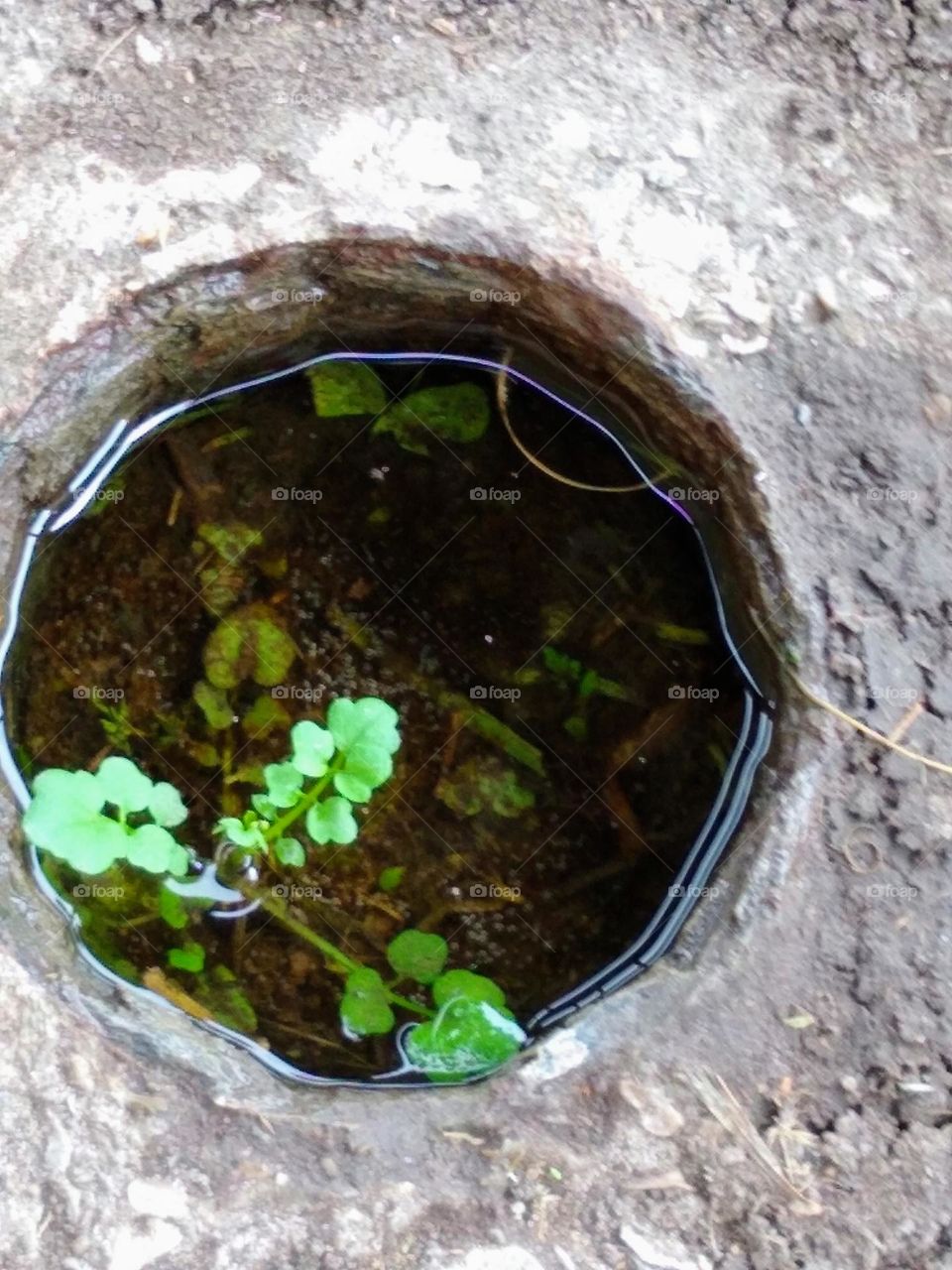 A small yet beautiful plant🌿 growing in a hole 🕳️ in front of my apartment.
