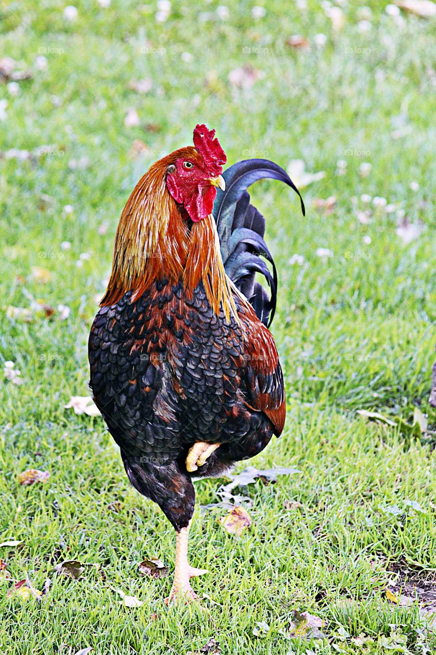 cockadoodledoo-rooster