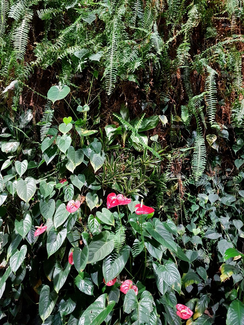 Green wall, vertical garden with red flower