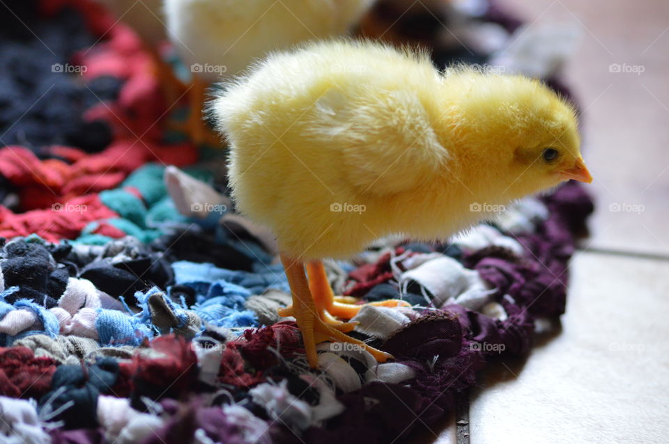 Cute baby chick