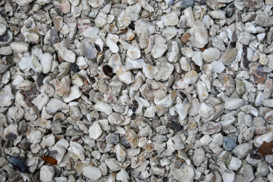 Small sea shells