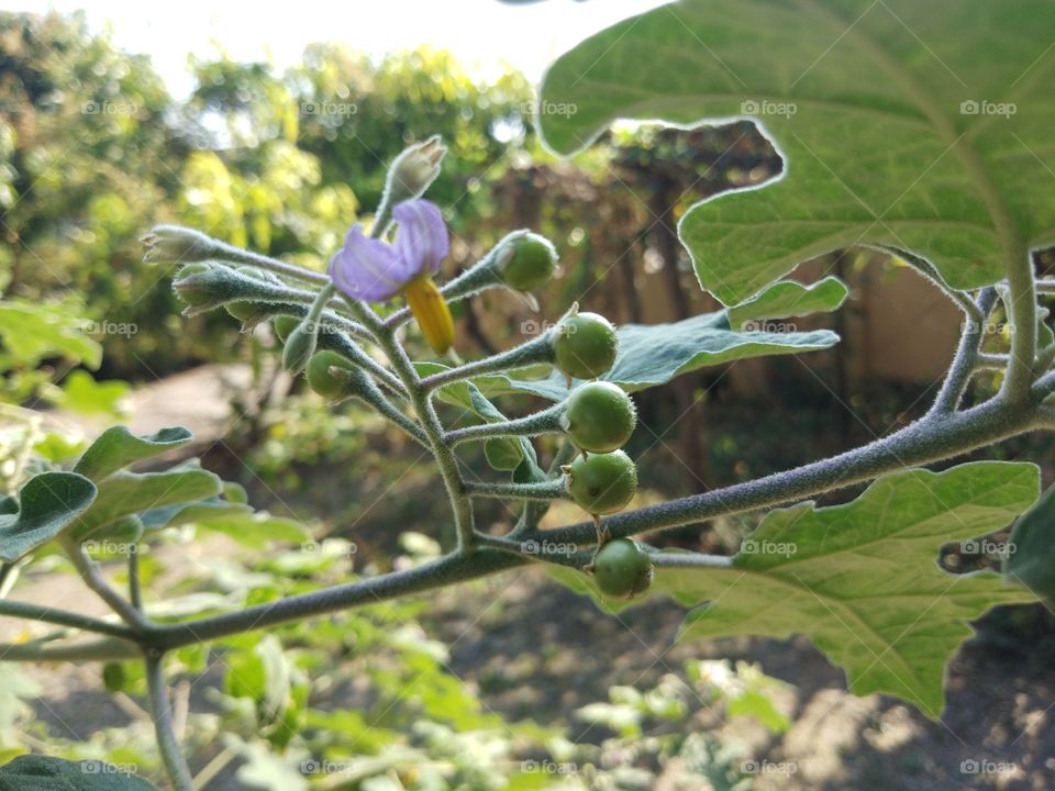 Green sparrow’s brinjal and violet flower are on the tree, selected focus.
