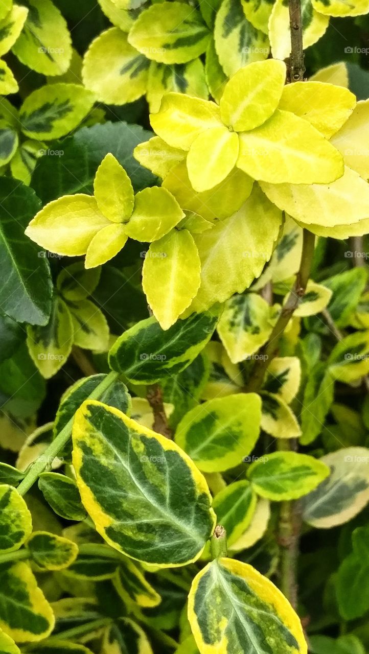 Euonymous bush, close-up of yellow leaves