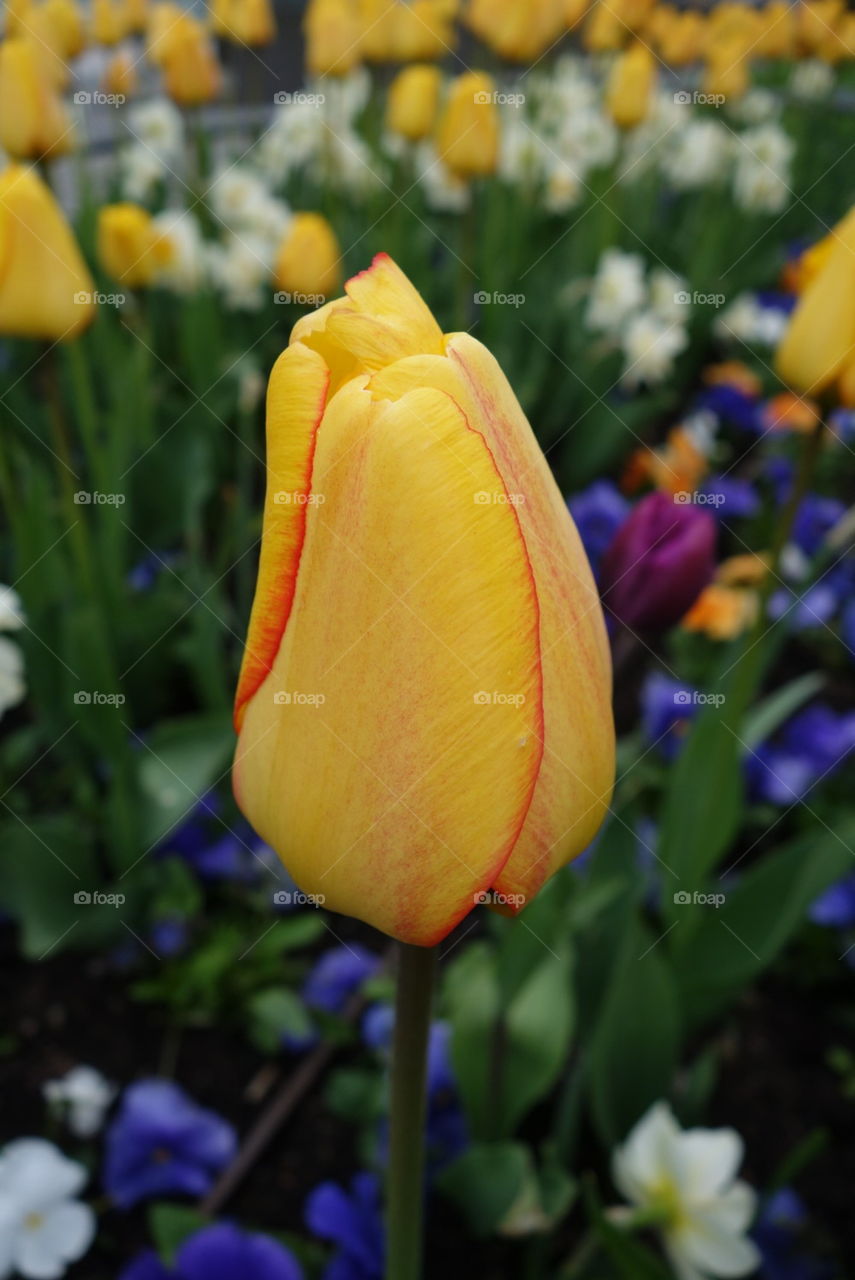 tulpan