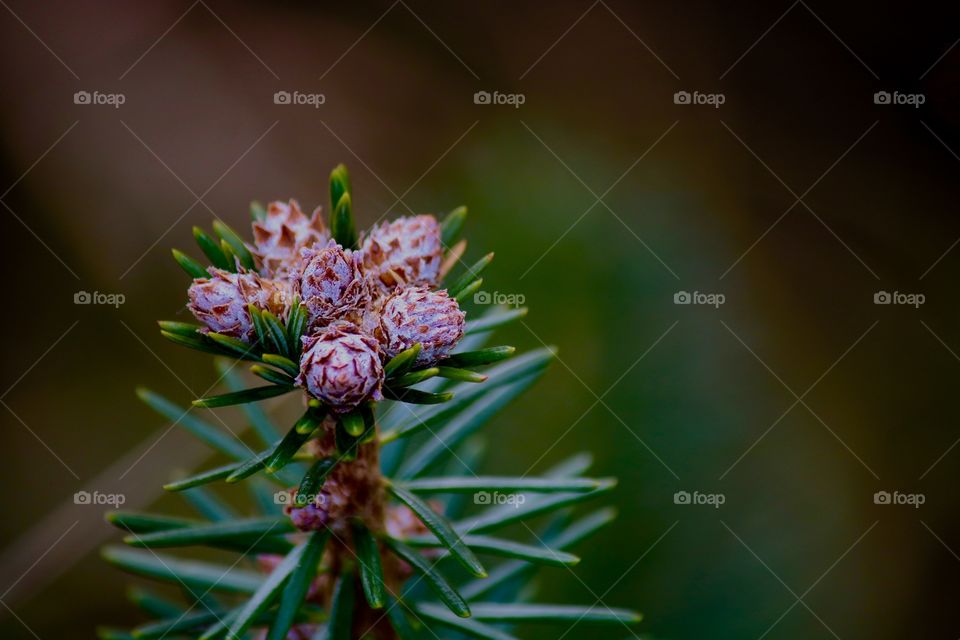 Baby pine cones