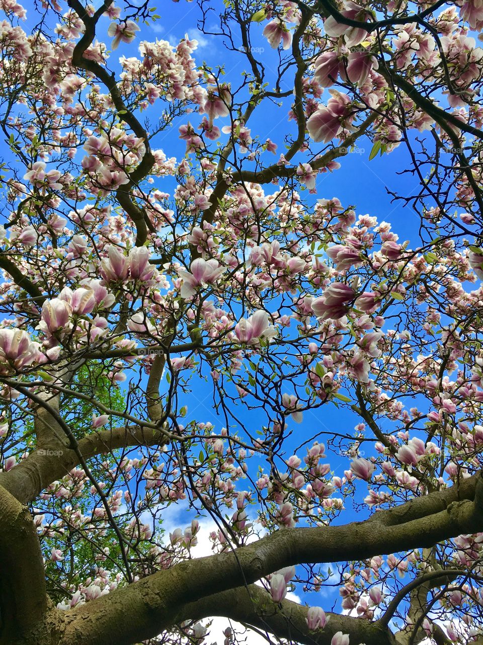 Spring.Hamburg.Blankenese