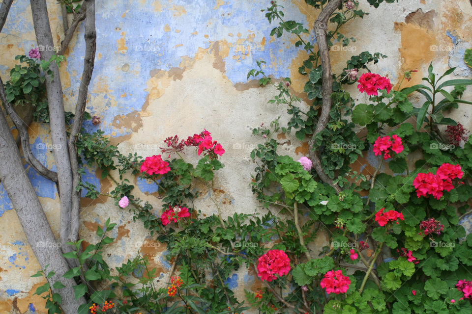 Multicolored wall and pink geraniums 