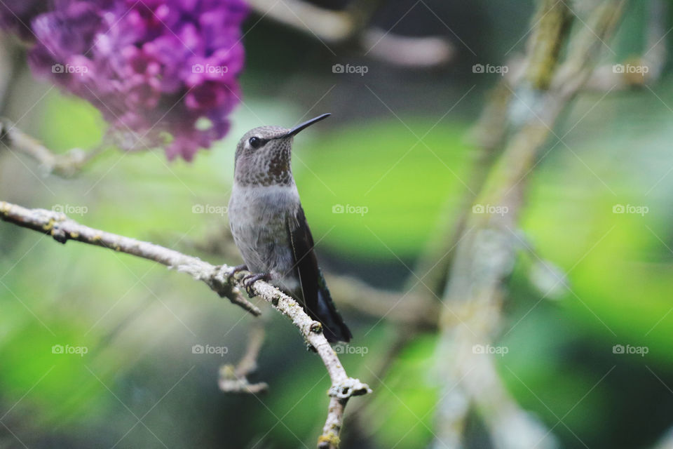 Baby hummingbird perching on a lilac branch in springtime 