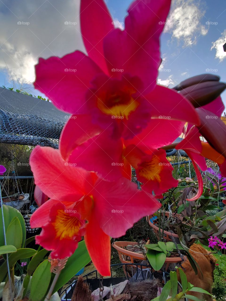 exotic red orchids