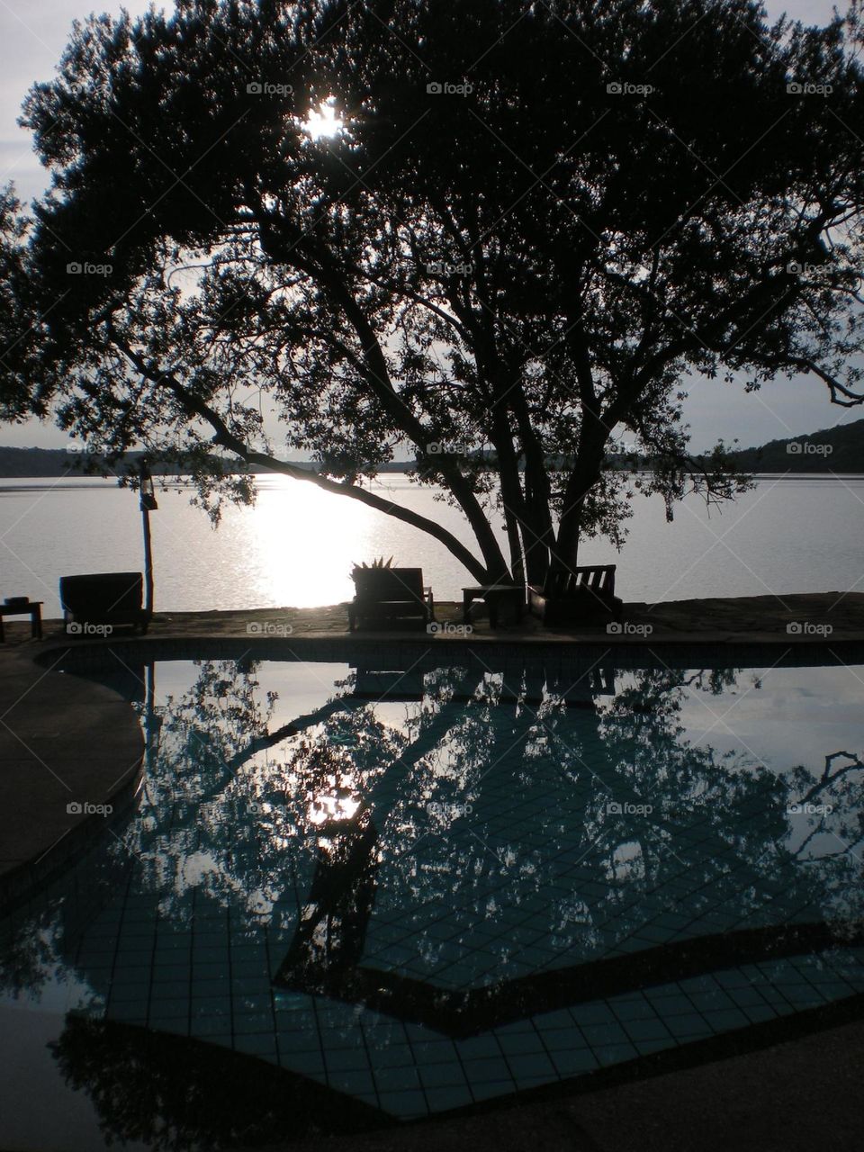 Reflection of a tree at sunset