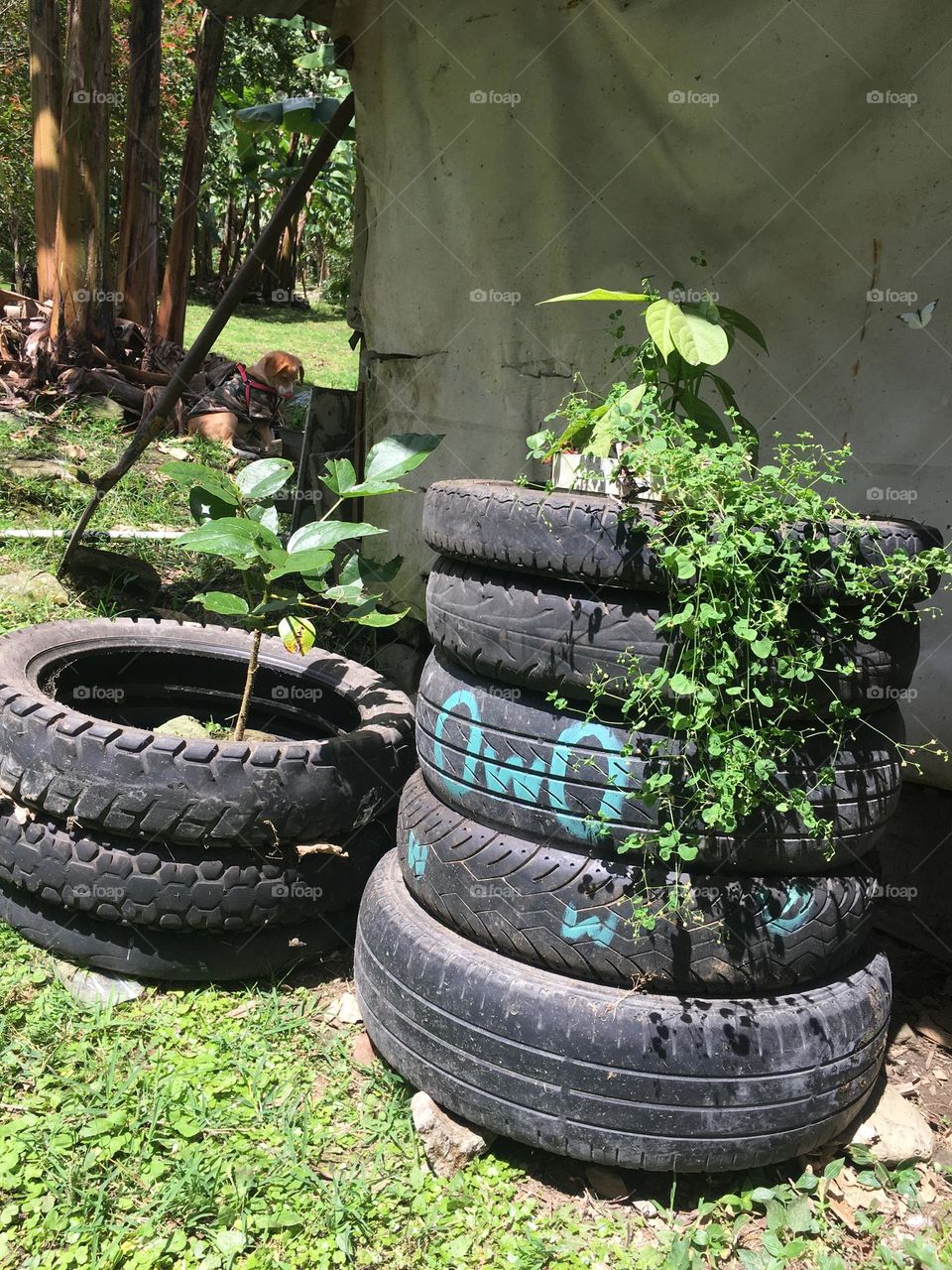Nice plant