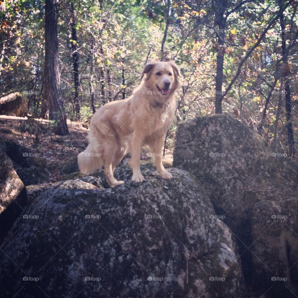 Dog on Boulder 