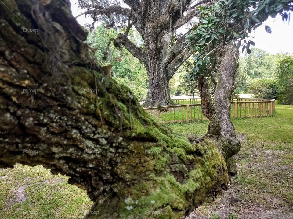 tree, bark, branch, arm, stretch, moss, oak