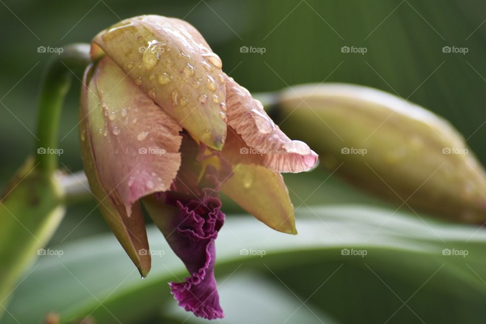Orchid/Orquídea.