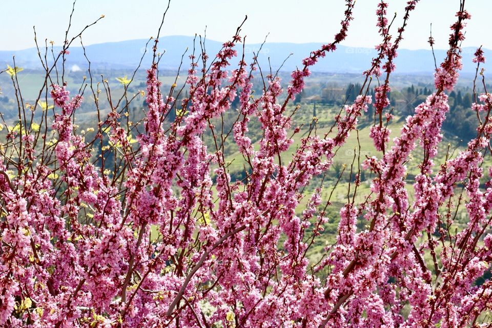 Toscana primaveril Rosa e verde em lindo dia de sol 